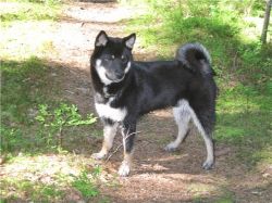 picture of dog