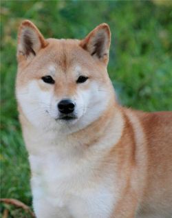 picture of dog