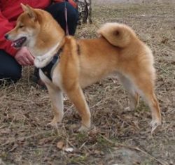 picture of dog