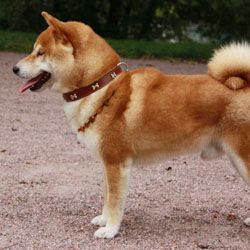 picture of dog