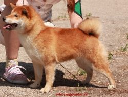 picture of dog