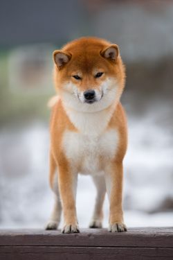 picture of dog