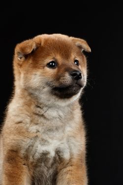 picture of dog