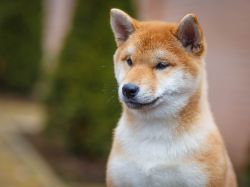 picture of dog