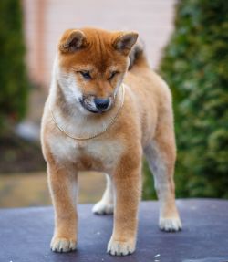 picture of dog