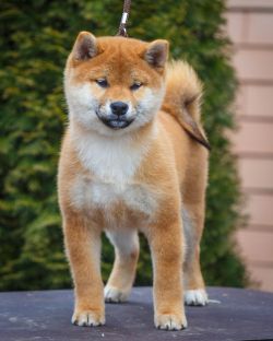 picture of dog