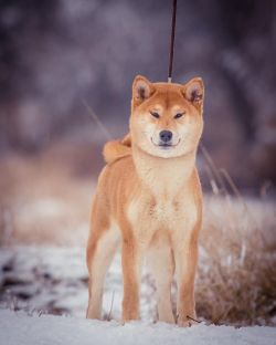 picture of dog