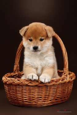picture of dog