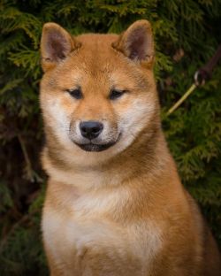 picture of dog