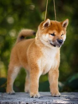 picture of dog