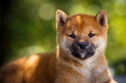 picture of dog