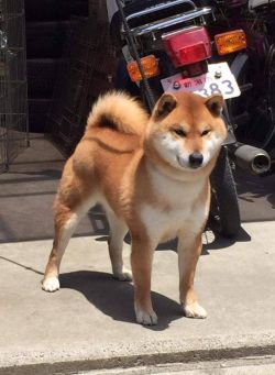 picture of dog