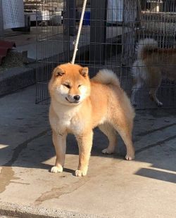 picture of dog