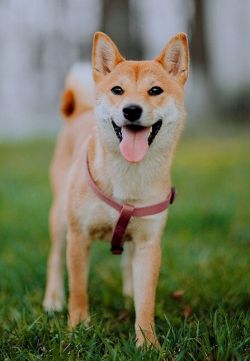 picture of dog