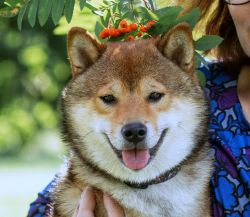 picture of dog