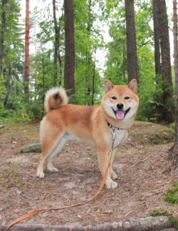 picture of dog