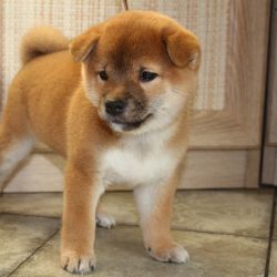 picture of dog