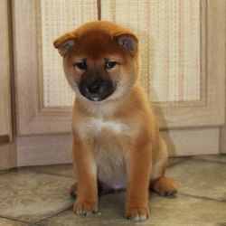 picture of dog