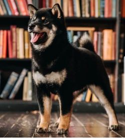 picture of dog
