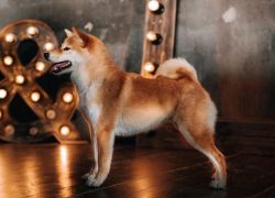 picture of dog