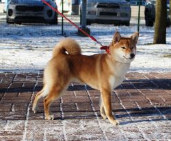 picture of dog