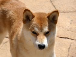 picture of dog