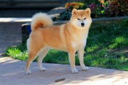 picture of dog