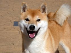 picture of dog