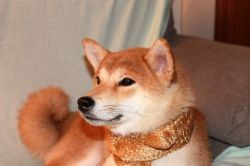 picture of dog