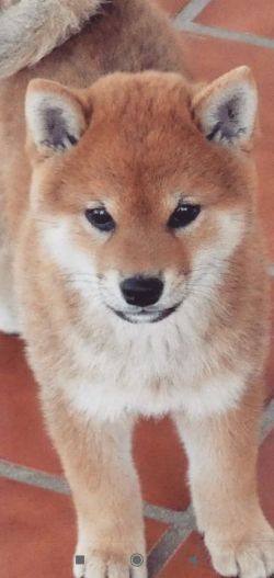 picture of dog