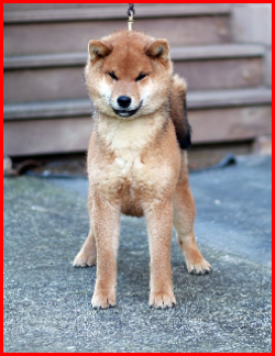 picture of dog
