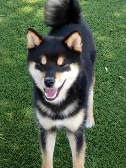 picture of dog