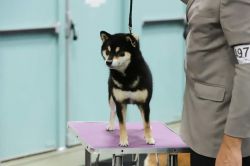 picture of dog