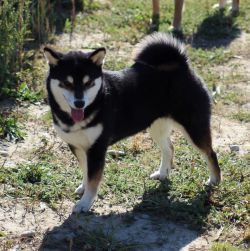 picture of dog