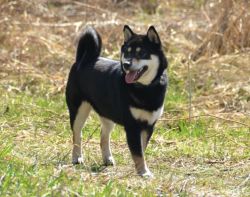 picture of dog