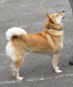 picture of dog