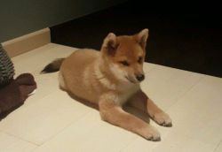 picture of dog