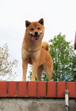 picture of dog