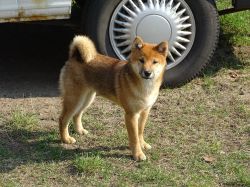 picture of dog