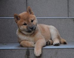 picture of dog