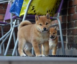 picture of dog