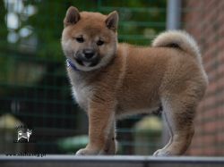 picture of dog
