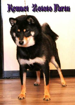 picture of dog