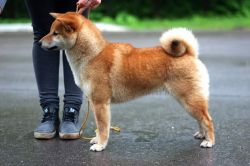picture of dog