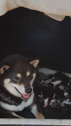 picture of dog