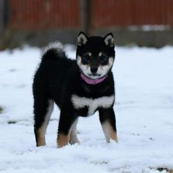 picture of dog
