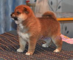 picture of dog