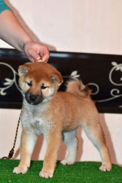 picture of dog