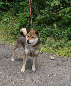 picture of dog
