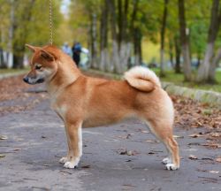 picture of dog